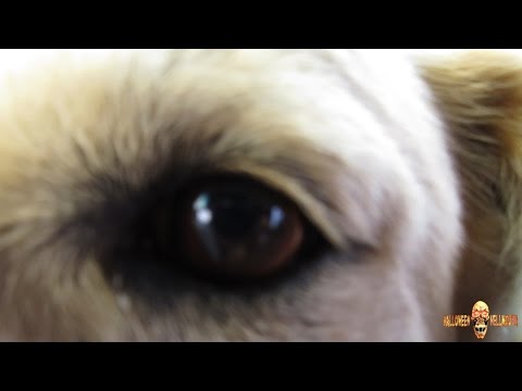 Vlog 10.30.15 [Day 1825] - Next Years Haunt Ideas!!!