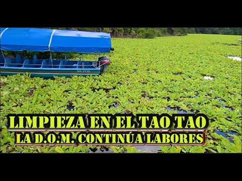 LIMPIEZA DEL LAGO SUCHITLÁN en la zona del RESTAURANTE TAO TAO, en SAN FRANCISCO LEMPA 10 25