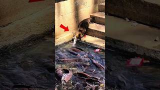 Download lagu Kucing Ninja Sedang Beraksi‼️ Kali ini Menangkap Ikan Lele Jumbo #shorts #cat #fishing #animals mp3 Download lagu Kucing Ninja Sedang Beraksi‼️ Kali ini Menangkap Ikan Lele Jumbo #shorts #cat #fishing #animals mp3