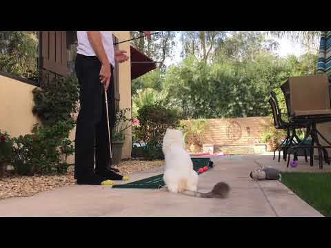 Eddie Roberts skateboard