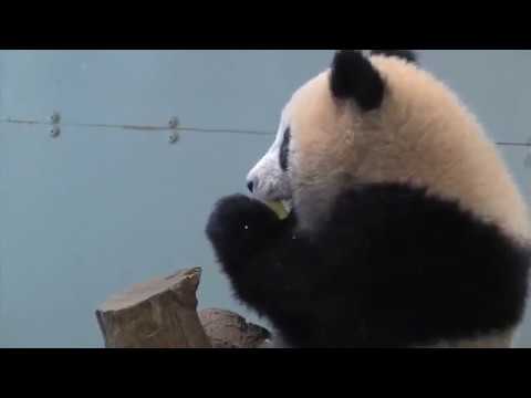 シャンシャン276日齢 2018年3月15日撮影