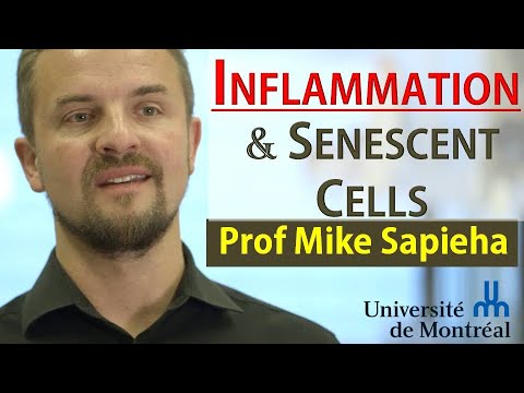Senescent Cells & Inflammation | Prof Mike Sapieha Interview Series Episode 3
