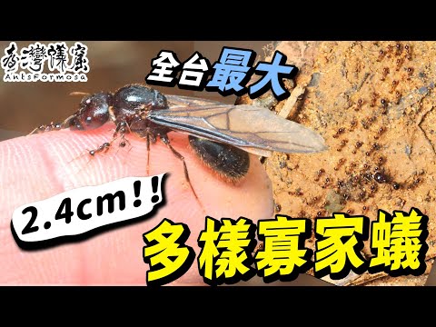 多樣寡家蟻