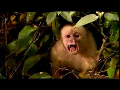 TEASER: Terra X: Tropenfieber, Die Eroberung des Amazonas