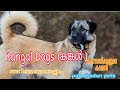 Kangal Dogs (കങ്കൾ )ചെന്നായകളുടെ കാലൻ || malayalam || palakkadan pets