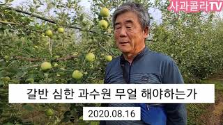 갈반 심한 과원 어떻게 해야 하나