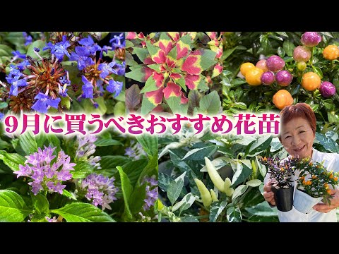 園芸 優雅な高貴な木、ブナ