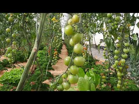 cherry 🍒 tomatoes #Sandponics 🍅 commercial system