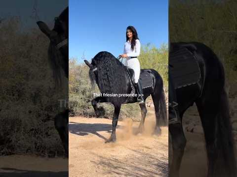 #frison #étalonfrison #chevalderêve #étalonnoir #cheval #équestre #chevalières