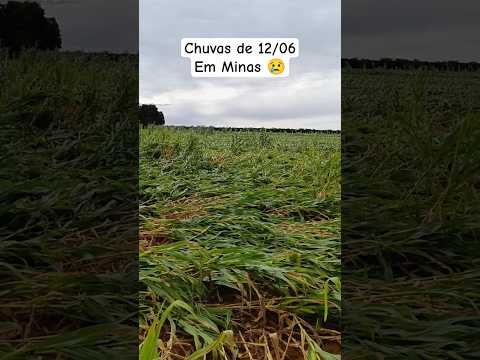 Um temporal deixa um rastro de destruição e prejuízo aos produtores em Minas #chuva #temporal #vento