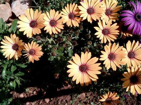 Attica Flowers... autumn