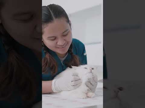 Check out the hottest veterinary clinic in Doha 🇶🇦