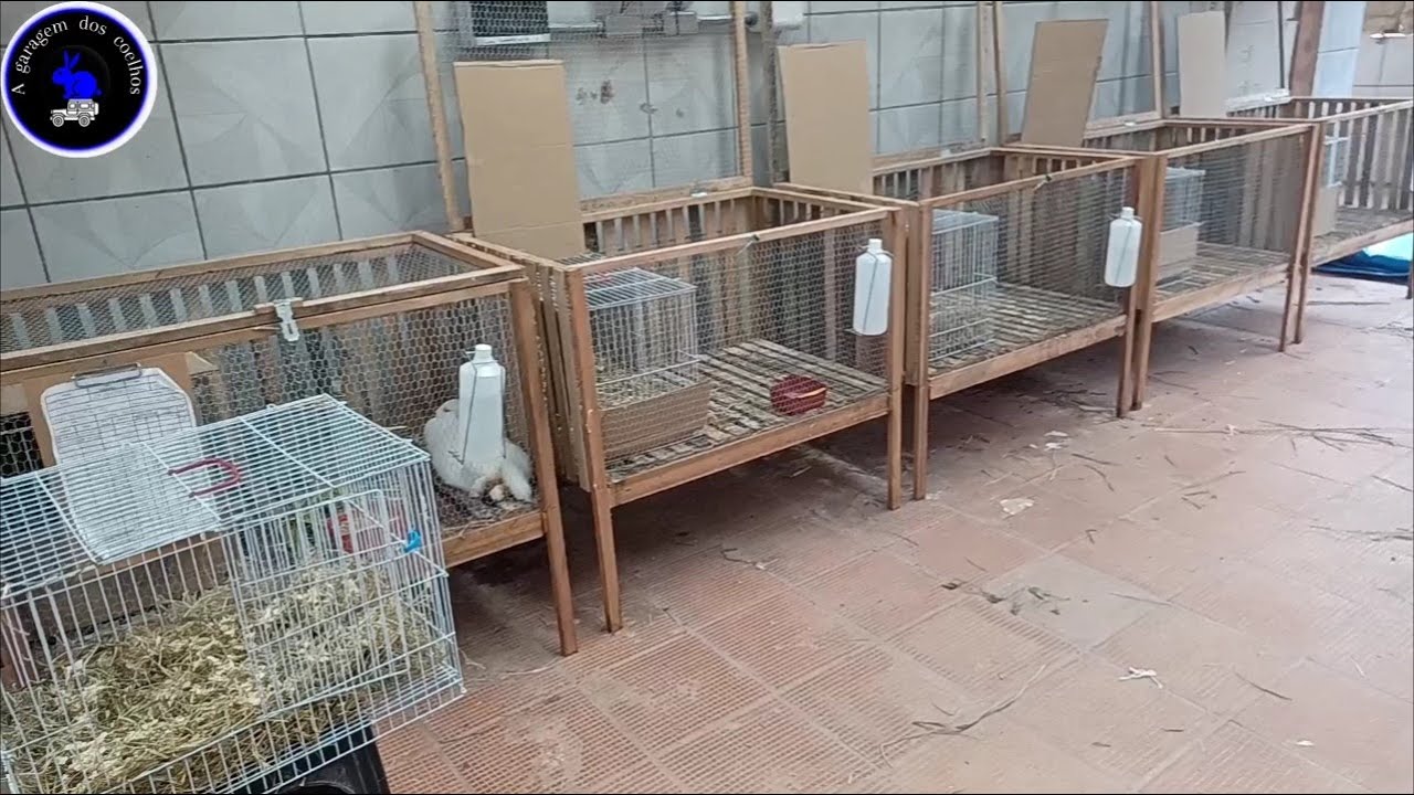 Rotina do 208° dia - Preparamos as maternidades e levamos as meninas e depois apresentamos a 🐇F9