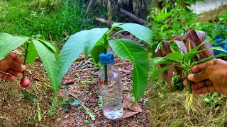 Download lagu The best idea is to prune the mango branches with the help of thyme juice. mp3