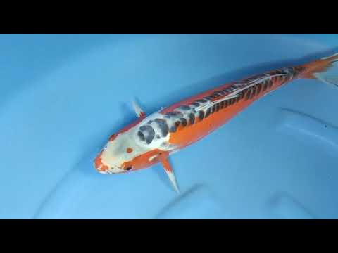 B 3689 07 SUSUI 43CM FEMALE YAMAJU