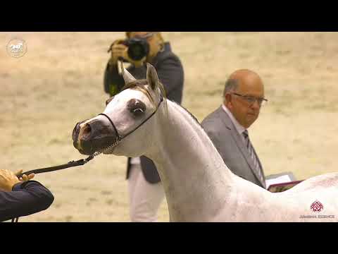 N 105 AJ SABRAN   Dubai Arabian Horse Show 2020   Yearling Colts Class 9B
