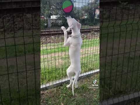 Dog argentinian Funny 🐶Ronna