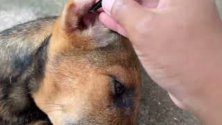 Ticks bibi day1 #pets #dog #animals #ticks