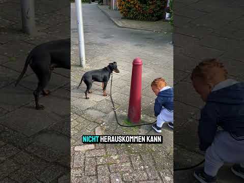 Hund löst Leine
