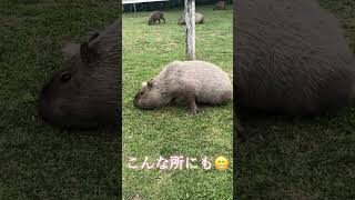 リオはカピバラだらけ🥰