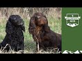 Want Perfect Puppies Here S How To Get Dogs To Mate