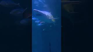 It’s a Shark