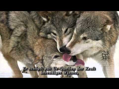 Das Lied an den Heiligen Wolf - Sinchota Maran Schamanismus