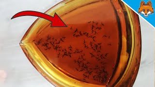 This HOME REMEDY helps against Fruit Flies and Fungus Gnats 💥