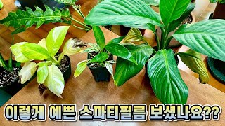 희귀 스파티필름 키우고 있어요!! 스파티필름 키우는법&분갈이!!