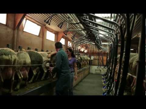 download lagu mp3 mp4 Roquefort Societe Cheese, download lagu Roquefort Societe Cheese gratis, unduh video klip Roquefort Societe Cheese