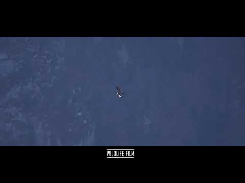 Golden eagle flies over Mount Pasubio - Aquila reale vola sul Monte Pasubio