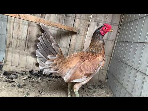 Golden Chocolate Henny Stag