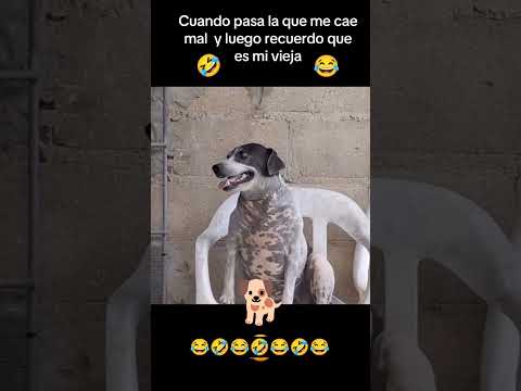🤣😂 Firulais es un loquillo #firulais #dog #perritos #mascotas #feedshorts #parati #musica #animals