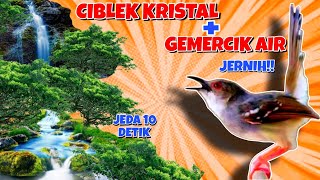 Download lagu Masteran Ciblek Kristal Gacor Ngebren Ak-47 Suara Gemercik Air Jernih!! | Cocok Untuk Latih Burung mp3 Download lagu Masteran Ciblek Kristal Gacor Ngebren Ak-47 Suara Gemercik Air Jernih!! | Cocok Untuk Latih Burung mp3