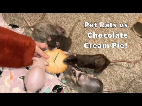 Pet Rats vs a Mini Chocolate Cream Pie!