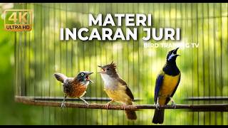 Download lagu 🔴 Live Masteran Muntah Kotal Cucak Cungkok Gacor vs Cucak Jenggot Greja vs Tepus Kepala Abu Kasar mp3