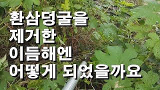 환삼덩굴 제거하는 방법은 과연 옳았을까? 1년 후 현재 상태는?
