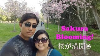 Sakura Blooming! 桜が満開！(Ep 21)