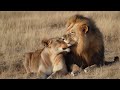 Inside The Pride Mating Motherhood And Male Alliances