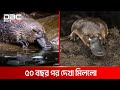 আজব প্রাণী প্লাটিপাস ডিবিসি নিউজ স্পেশাল