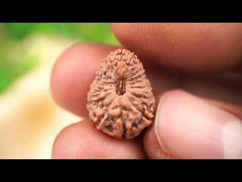 Rudraksha Product Image