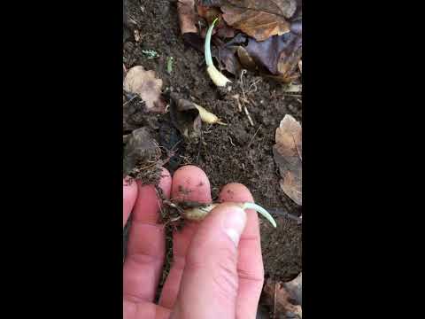 Wildkräuter im Vorfrühling - Bärlauchzwiebeln