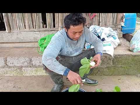 kisah sing pragat, pengangon kambing ASM