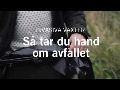 Invasiva arter - Så tar du hand om avfallet | Naturvårdsverket