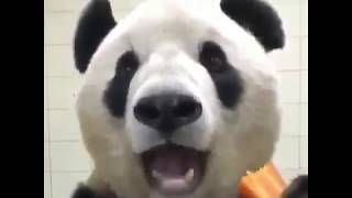 Panda Bear Eat a Carrot 2018