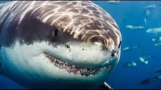 UNSOLVED MYSTERIES: The Science of Shark Attacks (720p)
