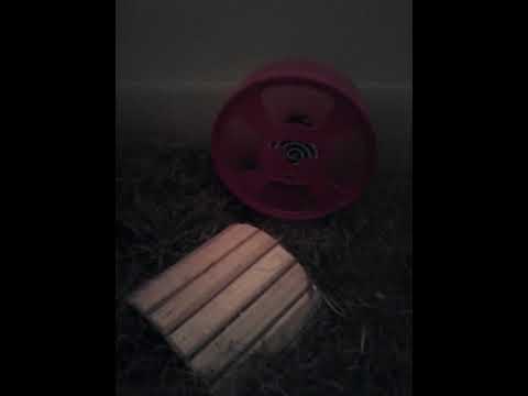 STEAUA INTUNECATA - PETECUT