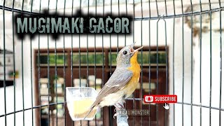 Download lagu SIKATAN MUGIMAKI GACOR mp3