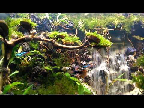 Aquascape waterfall