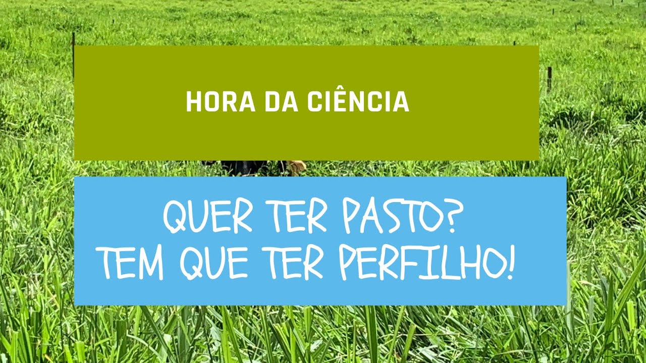 QUER TER PASTO? TEM QUE TER PERFILHO!